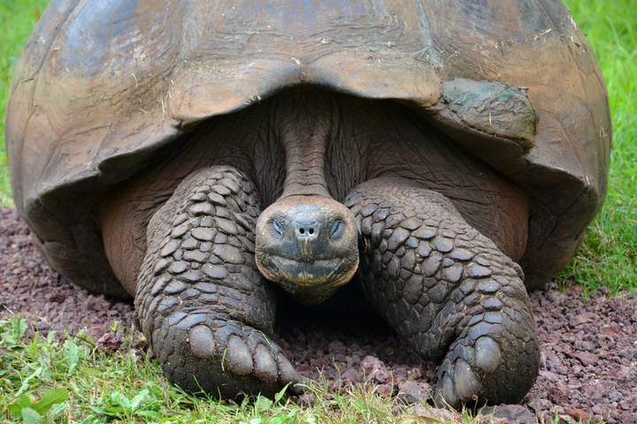 Best of Galapagos: Santa Cruz and Isabela Islands in 7 Days - image 2