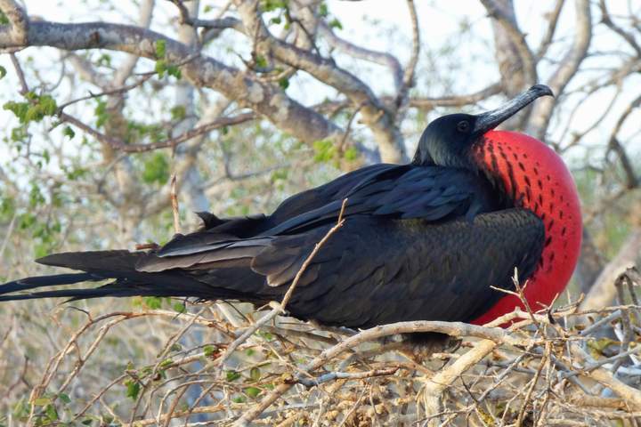 Best of Galapagos: Santa Cruz and Isabela Islands in 7 Days
