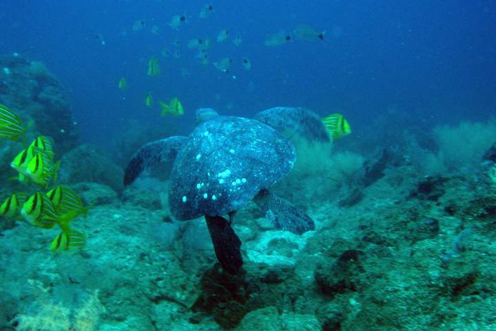 Best of Galapagos: Santa Cruz and Isabela Islands in 7 Days - image 7