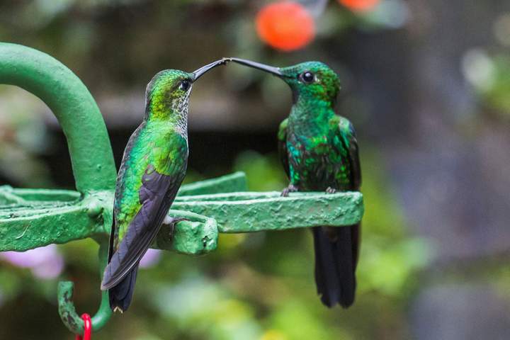 Costa Rica: Coast to Coast - image 7