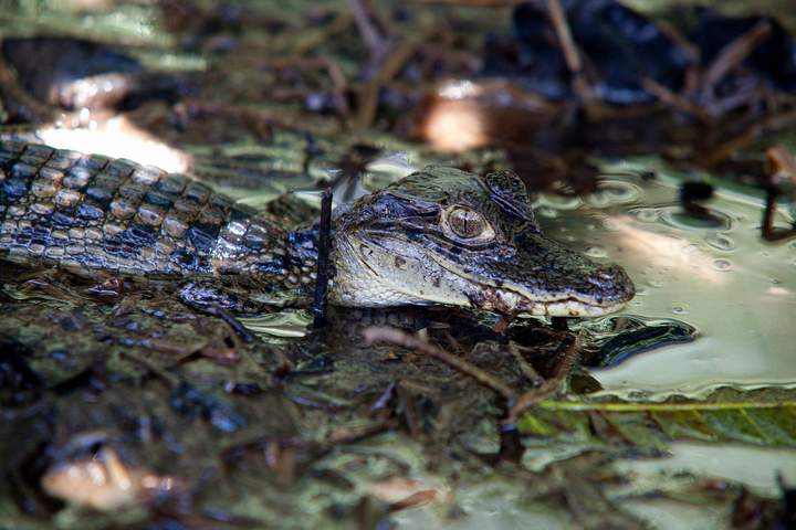 Costa Rica: Coast to Coast - image 3