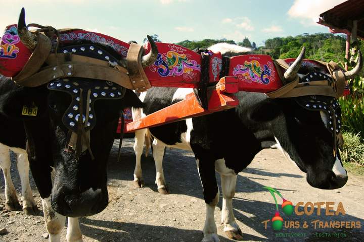 Costa Rica: Coast to Coast - image 10
