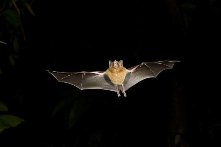 Costa Rica: Coast to Coast - image 8