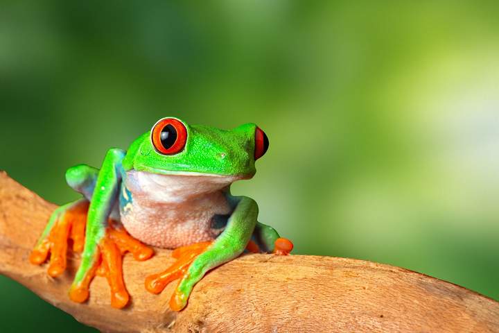 Costa Rica: Coast to Coast - image 9