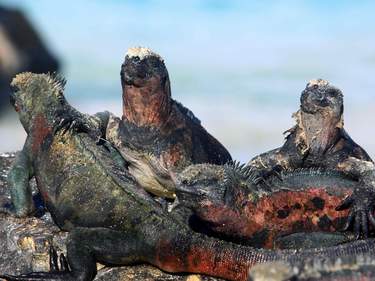 Best of Galapagos: Santa Cruz and Isabela Islands in 7 Days