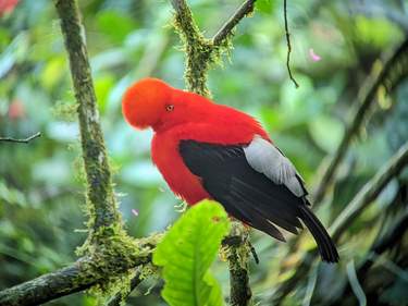 Pure Nature in Northern Ecuador