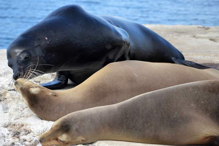Best of Galapagos: Santa Cruz and Isabela Islands in 7 Days - image 3