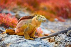 Galapagos iguana