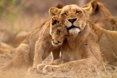 Lions in Kruger National Park South Africa