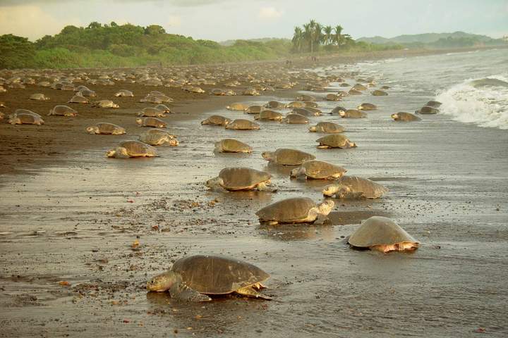 Costa Rica: Coast to Coast - image 2